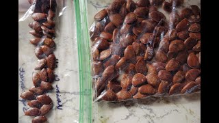 American Persimmon Seed Stratification 2020 [upl. by Jarlen]