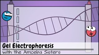 Gel Electrophoresis [upl. by Baras412]