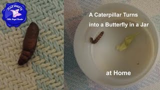 A Caterpillar Turns into a Butterfly in a Jar at Home [upl. by Trub541]