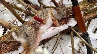 Rabbit Hunting Tips for Beginners [upl. by Macario]