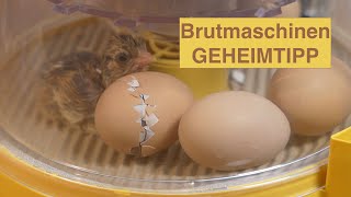 Mein Brutmaschinen Geheimtipp Die Brinsea mini 2 Advance  das Überraschungsei [upl. by Meesak]