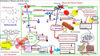 Pharmacology of ANTIHELMINTHICS AnthelminticsPart 1Albendazole and Mebendazole [upl. by Imhsar455]