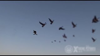 Hunting Canada Goose  Xtreme Flyways [upl. by Miahc574]