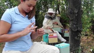 Inside Tenuta Ritiro  italian beekeeping buckfast queen bees production [upl. by Enelym]