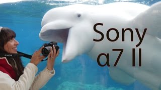 Sony a7II Review [upl. by Towny]