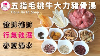 五指毛桃牛大力豬骨湯【ENG】 行氣祛濕  健脾補肺  Ficus Hirta Soup  春夏湯水  保健湯水  藥材湯水  Staub [upl. by Ikila727]