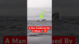 A Man Swallowed By A Whale While Kayaking 🤯 [upl. by Marice]