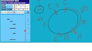 plasmid mapping tutorial [upl. by Yeniar994]