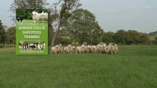 First Steps in BORDER COLLIE SHEEPDOG TRAINING  teaching herding dogs [upl. by Onairelav]