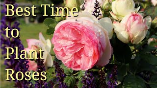 Best Time to Plant Roses [upl. by Giguere]