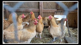 Chickens PECKING amp EATING Feathers WHY amp HOW to HELP [upl. by Sterne]