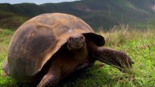 Charles Darwins Galapagos Discovery  Attenborough90  BBC Earth [upl. by Eryn]