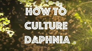 How To Culture Daphnia Magna [upl. by Chance123]