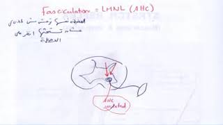 fasciculation vs clonus [upl. by Cired]