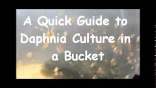 How to culture daphnia outside [upl. by Gilbertson612]