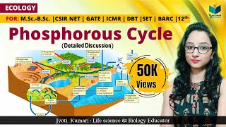 Phosphorous Cycle in Hindi  Biogeochemical Cycle  Ecology  Teaching Pathshala Jyoti Kumari [upl. by Mainis]