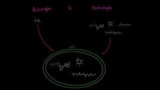 Autotrophs vs Heterotrophs EVERYTHING YOU NEED TO KNOW Biology Metabolism MCAT [upl. by Ynnattirb]