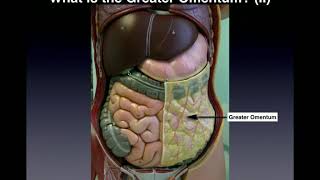 Anatomy  Major Organs amp Abdominopelvic QuadrantsRegions [upl. by Airet598]