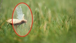 5 FAIRIES CAUGHT IN REAL LIFE 2018 [upl. by Celeste]