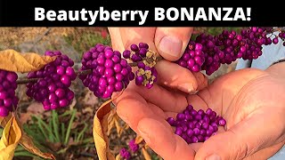 Beautyberry grow and eat a SPECTACULAR berry [upl. by Enilehcim]