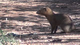 Slender mongoose kills black mamba  FULL VIDEO [upl. by Admama899]