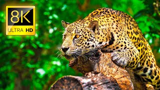 Ultimate Wild Animals Collection in 8K ULTRA HD  8K TV [upl. by Cioffred]