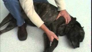 Front Leg Passive Range of Motion Exercises to Do After TPLO Dog Surgery [upl. by Cynth]