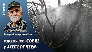 FUMIGAR cómo fumigar preventivamente con cobre o aceite de Neem [upl. by Brandi]