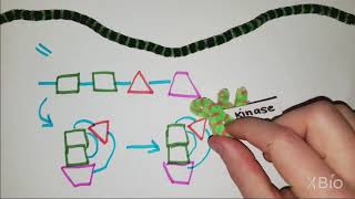 What is Phosphorylation [upl. by Ahsemot]