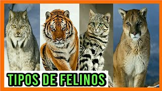 TIPOS DE FELINOS🦁 Todas las Especies de Felinos del Mundo 🐈🌎Razas de felinos 🐯 [upl. by Haldis]