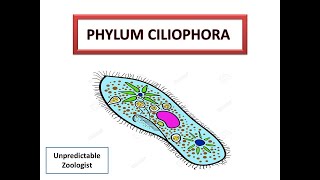 Phylum CiliophoraProtozoa [upl. by Atisusej254]