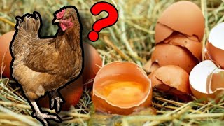 Chickens Eating Their Own Eggs What to do [upl. by Rebhun947]