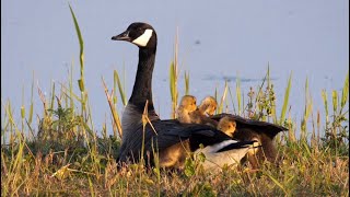 Canada Geese with Goslings [upl. by Smailliw640]