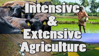 Difference Between Intensive amp Extensive Agriculture Shorts [upl. by Aserehs]