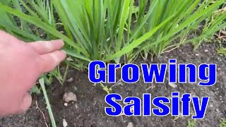 Growing Salsify [upl. by Leummas315]