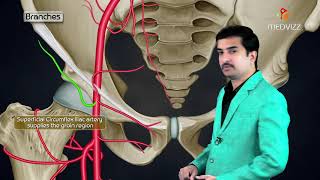 Femoral Artery Anatomy Animation Origin  Course  Branches and Termination  USMLE Step 1 [upl. by Lleksah]