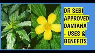 DR SEBI APPROVED HERB  DAMIANA [upl. by Annirac187]