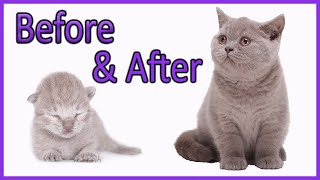 ✔️ Learn How Baby Kittens Grow 010 Weeks British Shorthair Lilac Kitten Compilation [upl. by Aitel]