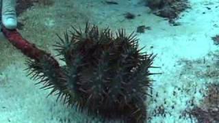 CrownofThorns Starfish [upl. by Sass]