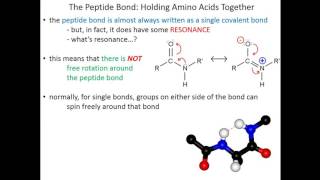 Lecture 2C  Amino Acids Peptide Bonds [upl. by Annek]