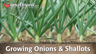 Growing Organic Onions Leeks and Shallots [upl. by Eehsar]