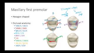 Dental Anatomy Premolars [upl. by Eseeryt]