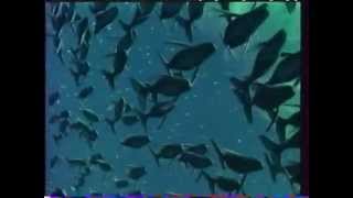 Fantasia 2000  VHS Trailer [upl. by Cesaria]