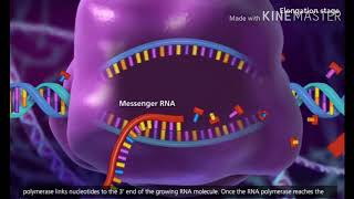 Transcription DNA to mRNA [upl. by Tynan]