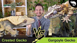 Crested Gecko vs Gargoyle Gecko  Head To Head [upl. by Atiner]