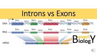 Introns vs Exons [upl. by Chute]