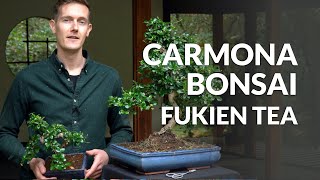 Carmona Bonsai care Fukien tea [upl. by Morra]