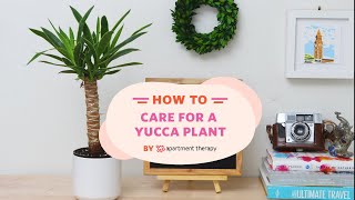 How To Care For A Yucca Plant  Apartment Therapy [upl. by Torto]