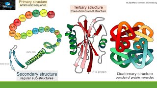 Structure And Function Of Proteins [upl. by Ancilin]