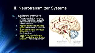 Cog Neuro  Lecture 6 Neurotransmitter Systems [upl. by Nelloc34]